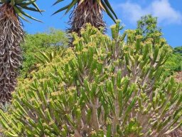 Euphorbia pentagona to dream about